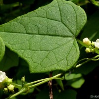 Zehneria bodinieri (H.Lév.) W.J.de Wilde & Duyfjes